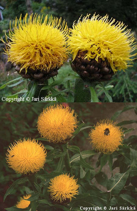 Centaurea macrocephala, keltakaunokki